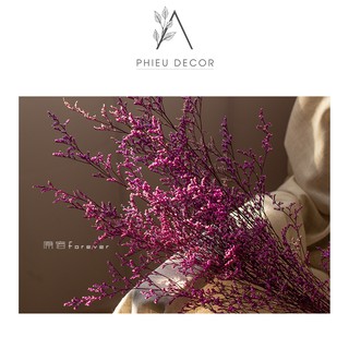 [HOA KHÔ] DRIED STATICE🌸Decor Nhà, Phụ Kiện Chụp Ảnh