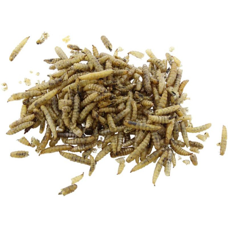 Sâu canxi sấy lạnh dành cho thú cưng ( Kì đà, Rồng, Cá, Gà .... ) Vietpetgarden
