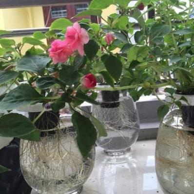 Dung Dịch Thủy Canh HYDROPONIC 100ML - thủy canh lavamix 100ml