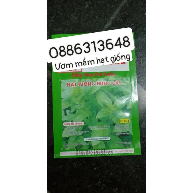 Hạt Giống Húng Cây