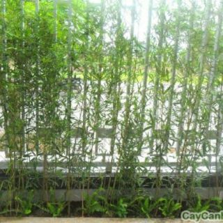 Cây trúc quân tử