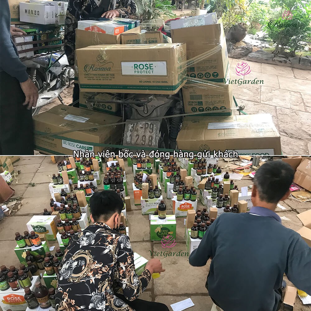 Bộ chế phẩm sinh học Protect phòng nhện, bọ trĩ, rệp, sâu ROSAVA cho cây cảnh gồm dầu neem oil, thảo mộc &amp; tỏi đậm đặc