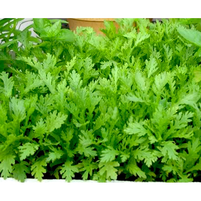 Hạt Giống Rau Tần Ô/ Cải Cúc Tẻ | SL: 20 GRAM