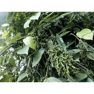 Combo 5 bầu cây giống tiêu thekken ấn độ