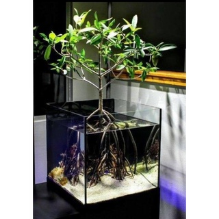 Thủy sinh - cây thủy sinh - đước - biotope - bán cạn , thủy sinh độc lạ