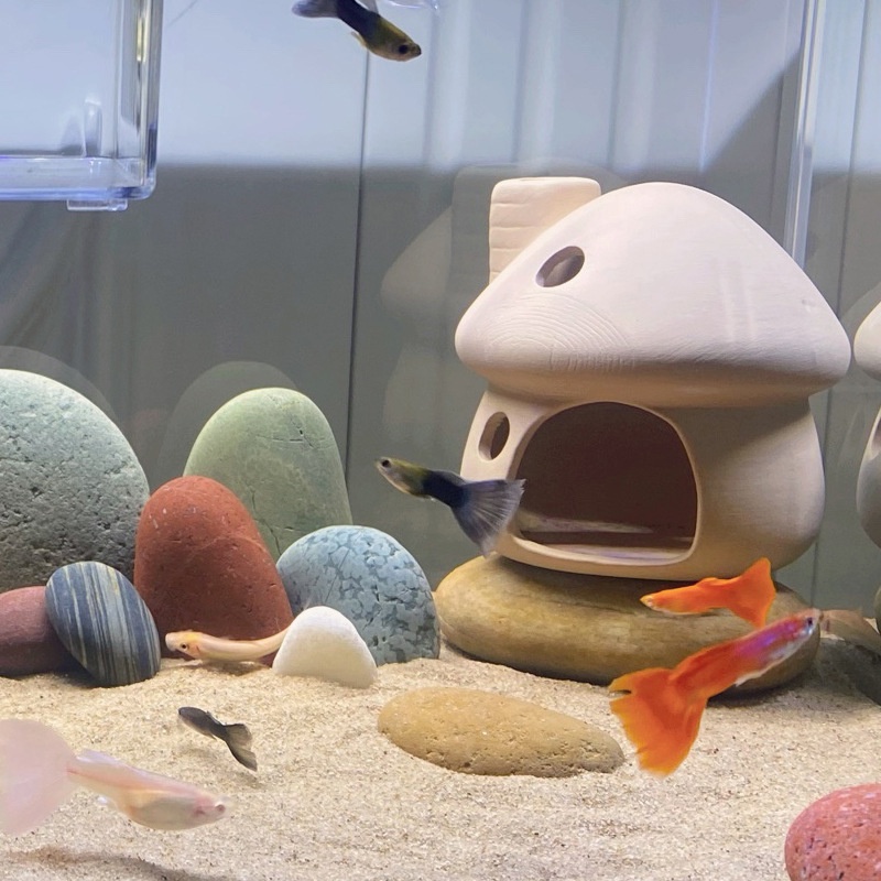 Ngôi Nhà Nấm Trang Trí Bể Cá Sáng Tạo