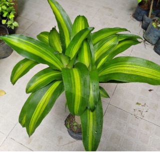 Cây phát tài khúc