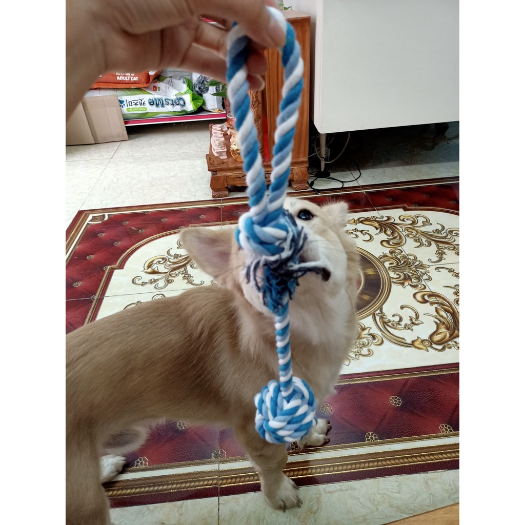 Đồ chơi bóng thừng cho chó mèo, Hình quả bóng có dây thắt nút đầu dây đường kính 5cm