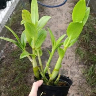 Denro nắng móng rồng vàng