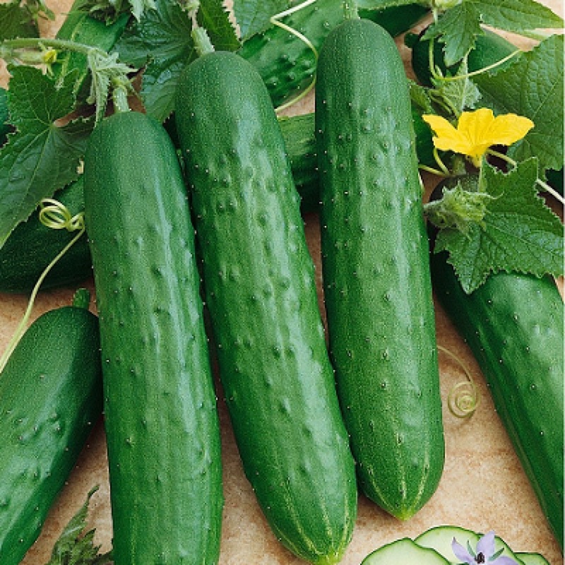 Hạt giống Dưa Chuột Nếp Ta 1 gram