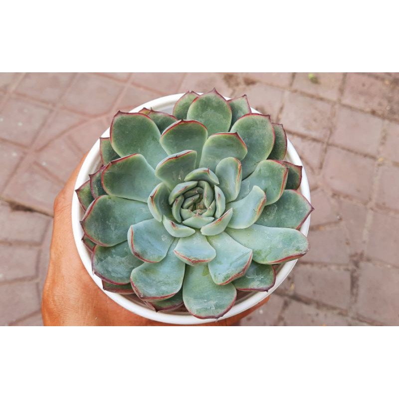 Sen đá Viền Đỏ - Hư 1 đổi 1- Cây cảnh trang trí- HOA ĐÁ shop