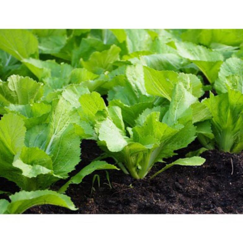 100 hạt giống cải bẹ mỡ