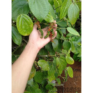 hạt tiêu đen chín đỏ_ DAKLAK (200G)