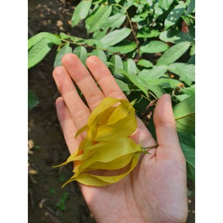 Cây giống hoa dẻ, hoa móng rồng