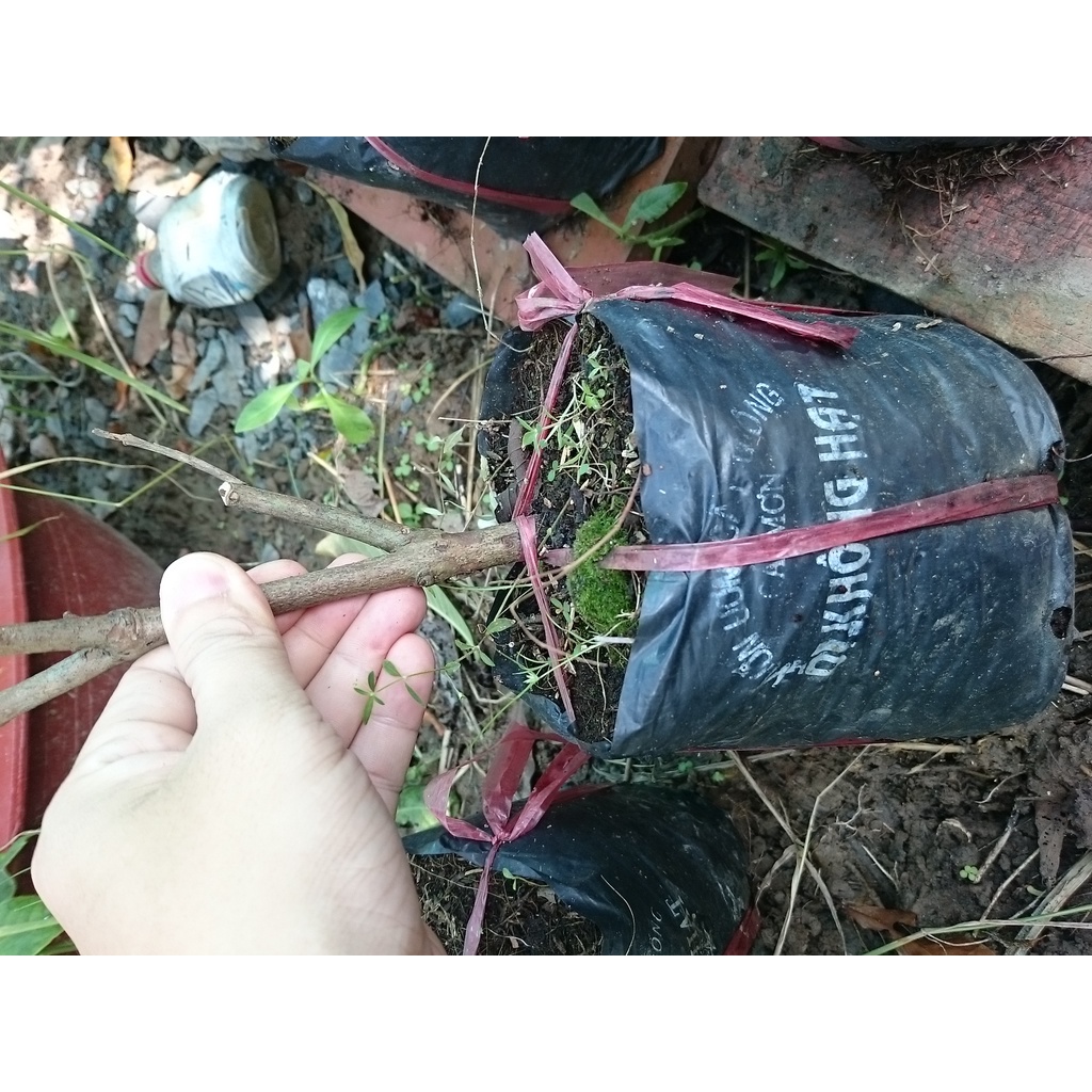 Cây Giống Ổi Nữ Hoàng - cây ăn quả
