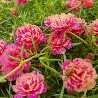 HOA MƯỜI GIỜ THÁI 10 màu