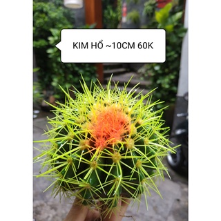Xương rồng KIM HỔ size to (10cm)