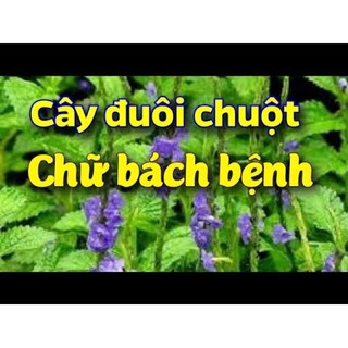 cây đuôi chuột (mạch lạc)
