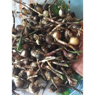 Hoa huệ mưa 50 củ
