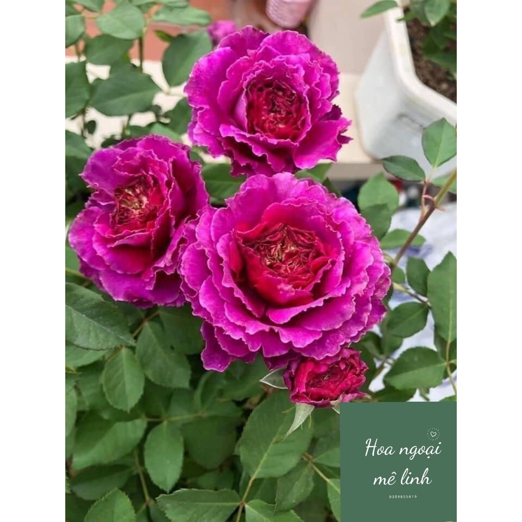 Hoa hồng ngoai Ramukan rose màu hồng đậm tuyệt đẹp -hoangoaimelinh