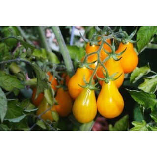 [Big Sale] Hạt giống cà chua trái lê vàng nhập khẩu