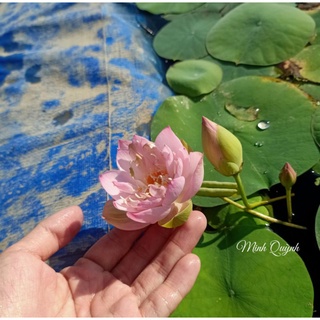 Củ sen mini Keelin