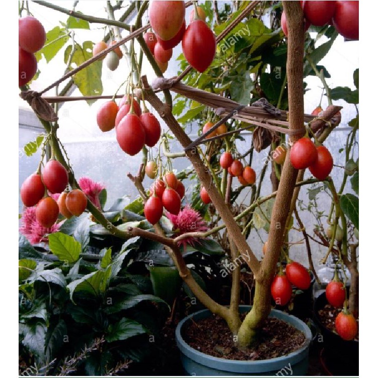 Hạt giống cà chua thân gỗ Tamarillo - 1 gói 10 hạt/kemf3 viên nén xơ dừa ươm hạt