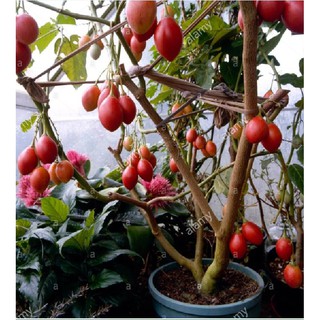 Hạt giống cà chua thân gỗ Tamarillo {gói 10 hạt }