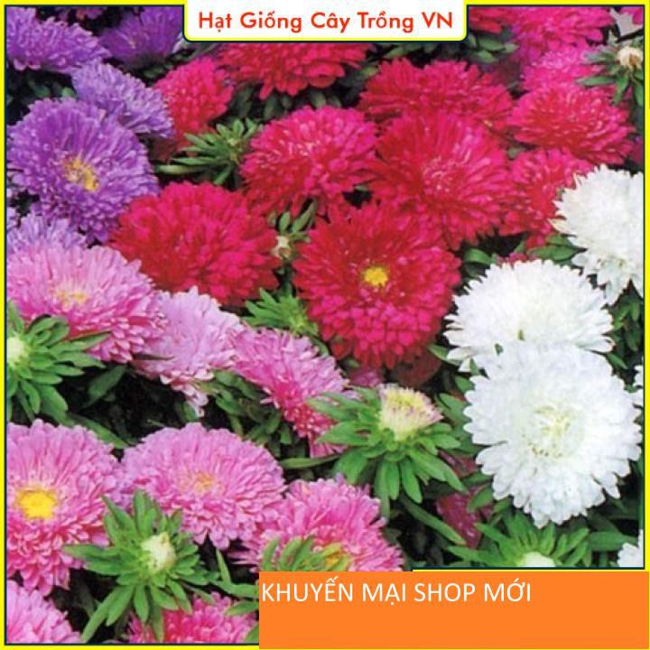 Hạt Giống Hoa Cúc Công Chúa Nhiều Màu Rực Rỡ khuyến mại shop mới