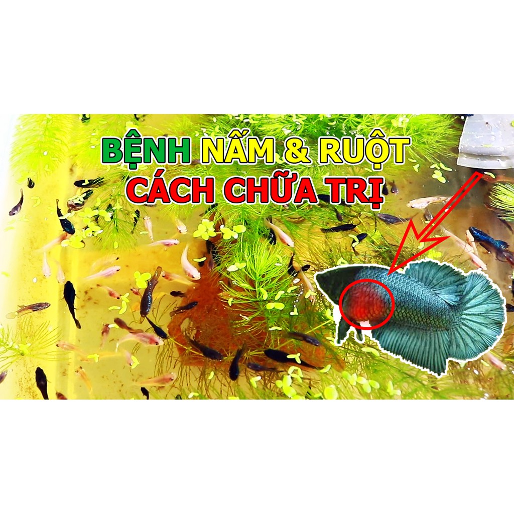 Vi Sinh - Đường Ruột + Nấm cho hồ cá nhỏ betta guppy