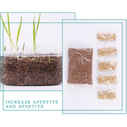 Bộ kit trồng cỏ mèo hạt lúa mạnh - Bộ trồng cỏ Ariu có sẵn hộp trồng, đất, 5 gói hạt lúa mạch