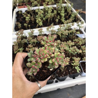 Sen đá Mặt Trời Mới🌹🌹