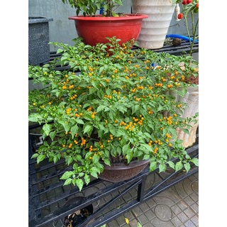 Cây Ớt charapita (ớt pêru-ớt đắc nhất thế giới), cây cao 25-30cm