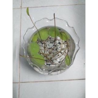 Hạt Giống Sen Nhật Mini Gói 10 Hạt