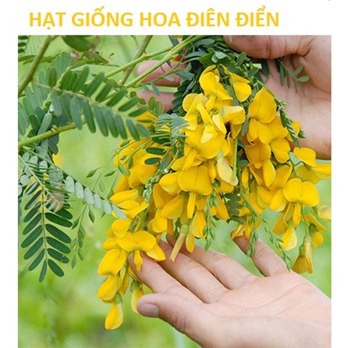 [FreeShip] Hạt Giống Bông Điên Điển - Nảy Mầm 4 Mùa