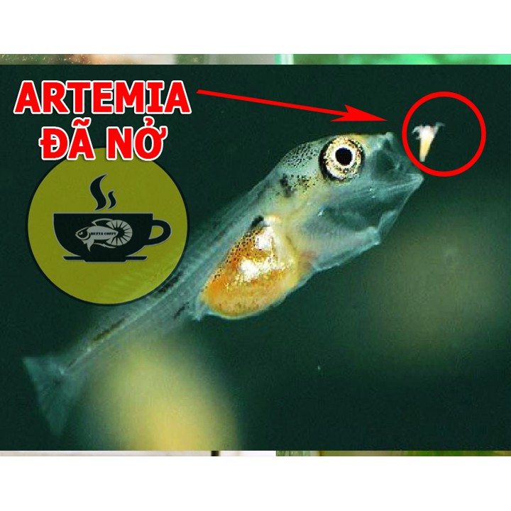 Ống trữ Artemia 15ml 🐠 Nắp màu Xanh hoặc Cam