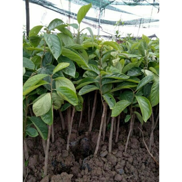 CÂY GIỐNG HỒNG GIÒN KHÔNH HẠT