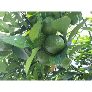 Cây Giống Chanh Tứ Quý (Chuẩn Giống Cây Trồng)
