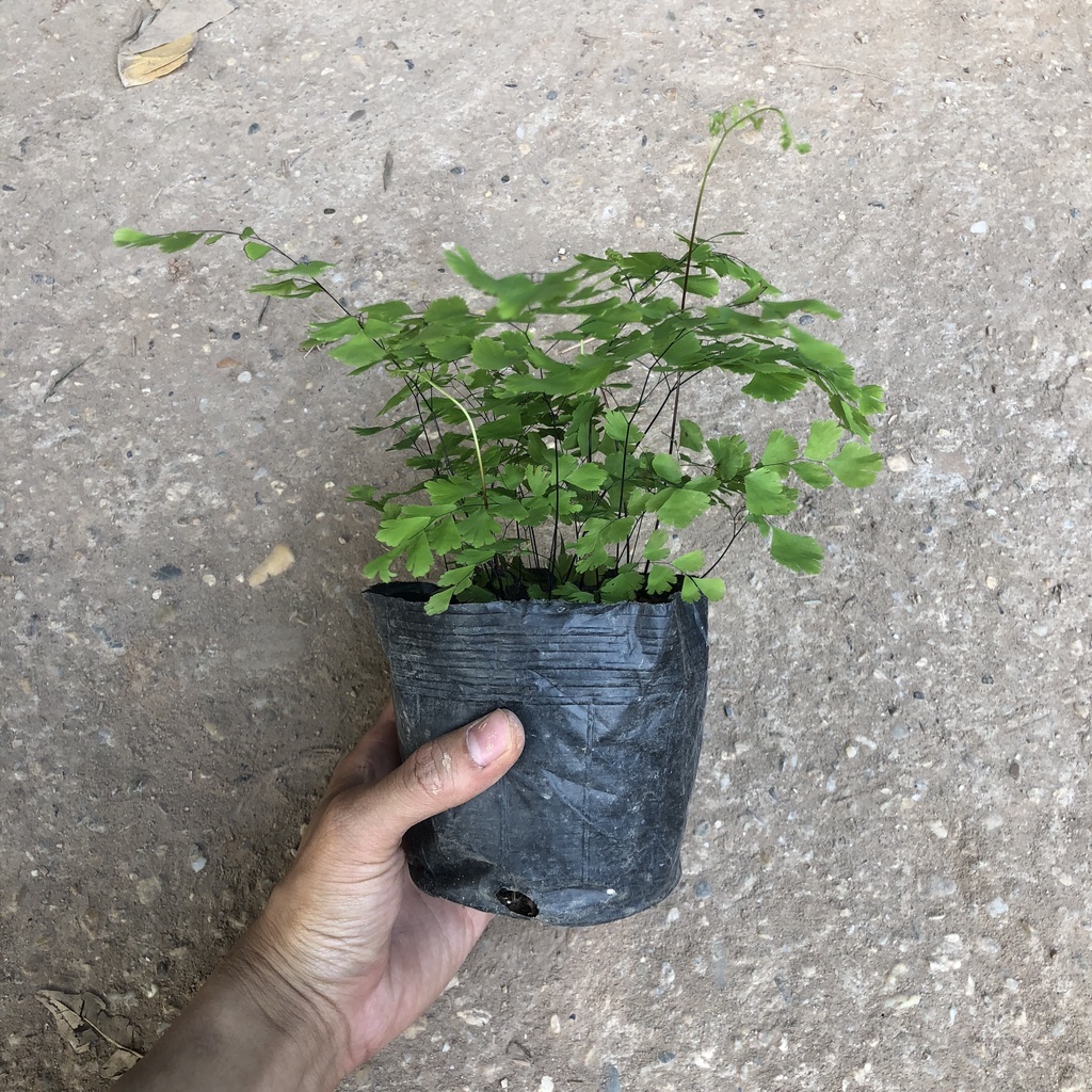 Cây tóc thần vệ nữ - tóc thần vệ nữ Cao 15cm xanh mướt bắt mắt trang trí bể cá non bộ