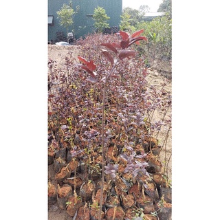 Cây giống mận tím