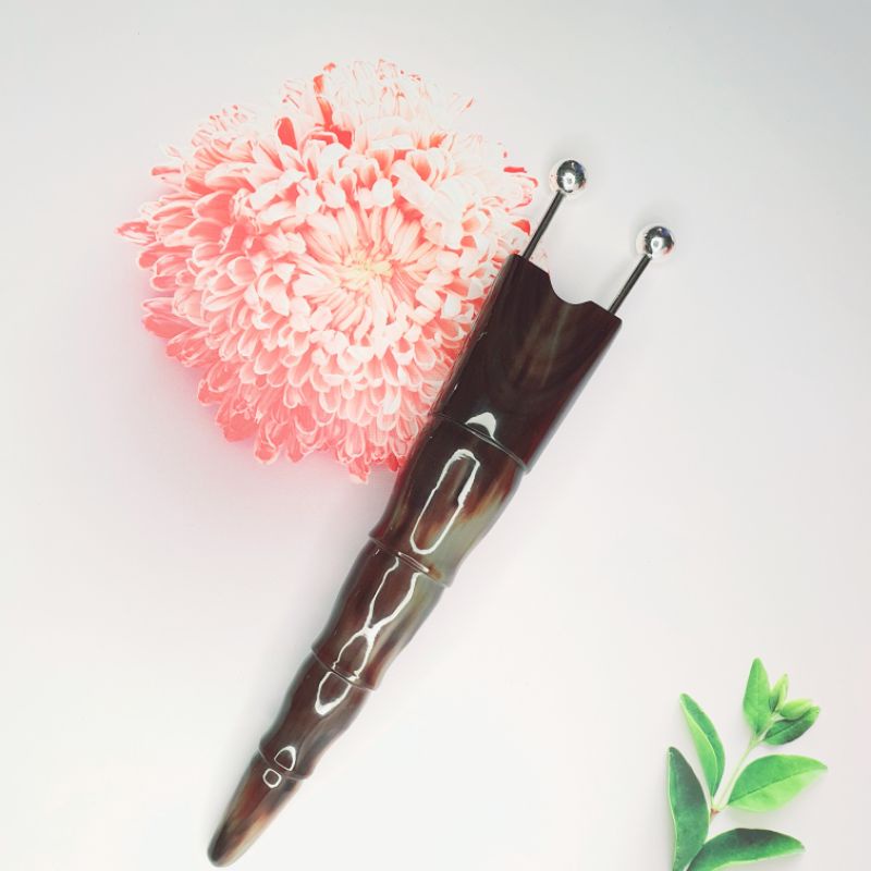 (HOT) Bọ cạp sừng đôi lớn đầu bạc ta nguyên chất 12 li