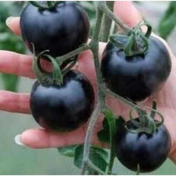 Gói 50 hat giống cà chua bi đen