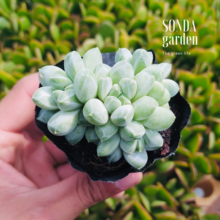 Sen đá kim cương trắng bụi SONDA GARDEN size bé 4-5cm, xuất xứ Đà Lạt, khoẻ đẹp, lỗi 1 đổi 1