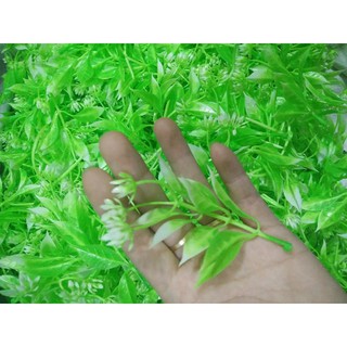 CỎ ĐIỂM KÝ - ĐIỂM HOA LÁ