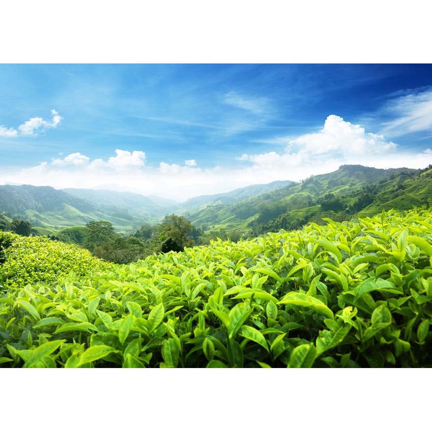 Tranh dán tường Việt Nam 3D Trang Trí Quán Cafe , Trà Sữa , Nhà Hàng... Tranh trang trí Karaoke,Club Billiard, Salon tóc