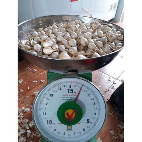 500g TỎI CÔ ĐƠN LÝ SƠN CHÍNH GỐC