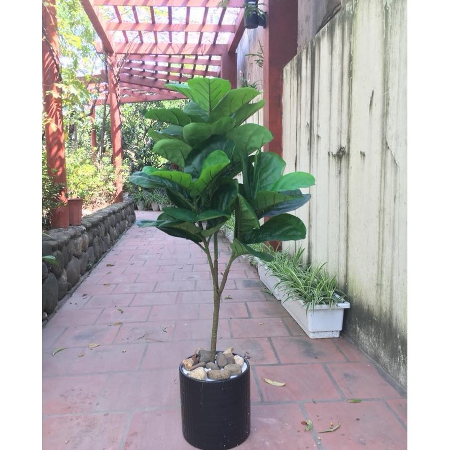 Cây bàng Singapore giả cao cấp cao 1 mét  - Không kèm chậu