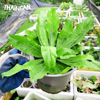 Cây giống ngò gai, rau sạch vườn trồng - vườn ươm thái ngân