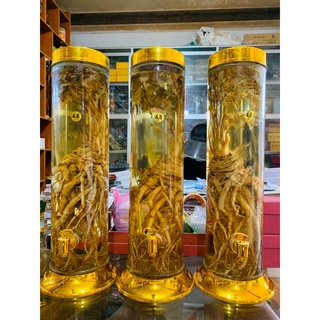 sâm Đương Quy tươi Lai Châu