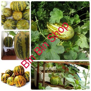 HẠT GIỐNG DƯA BỞ THƠM QUẢ DÀI